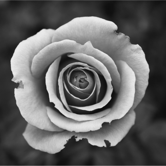 rose
